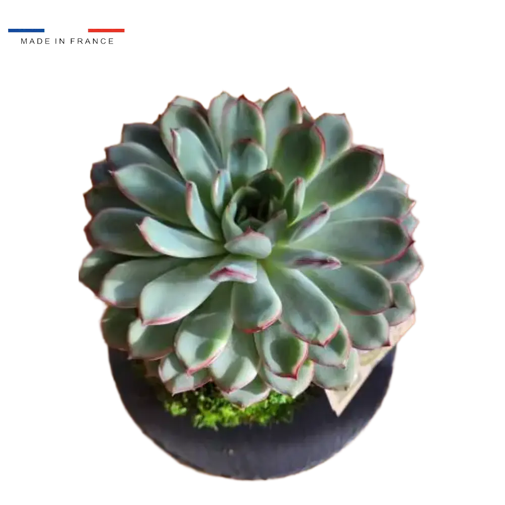 Kokedama Echeveria
